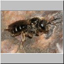 Lasioglossum quadrinotatulum - Furchenbiene w01 7mm.jpg